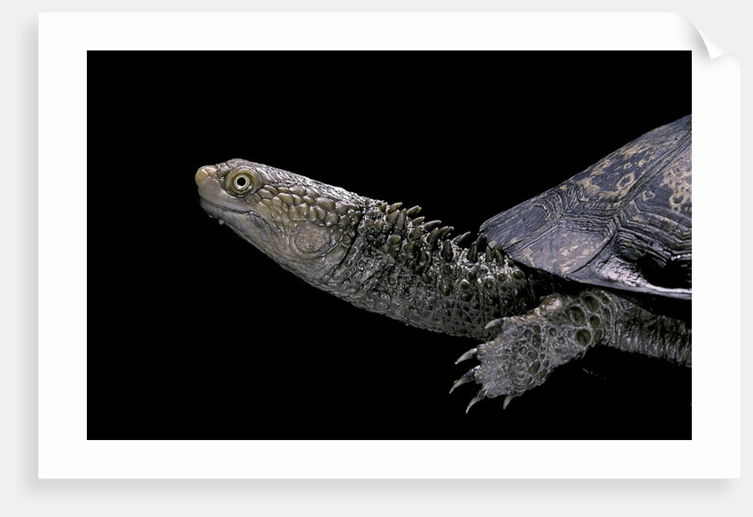 Acanthochelys spixii (black spine-necked swamp turtle) by Anonymous
