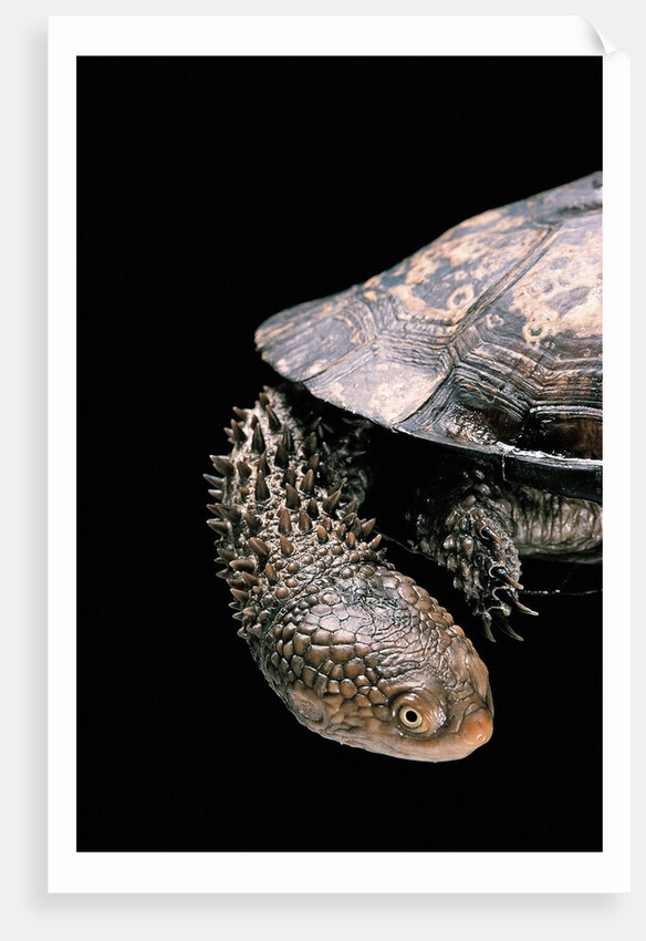 Acanthochelys spixii (black spine-necked swamp turtle) by Anonymous