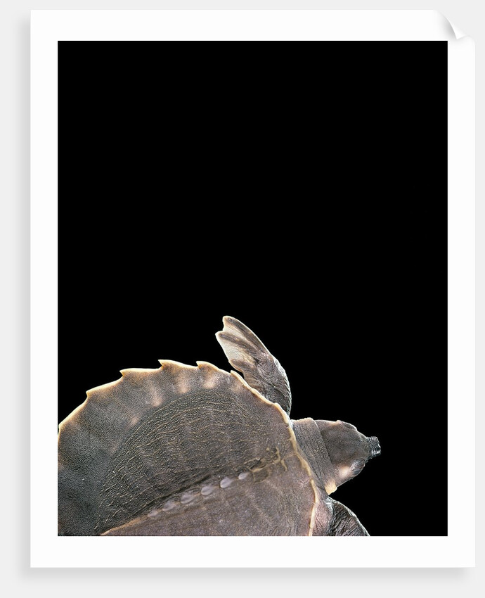 Carettochelys insculpta (pig-nosed turtle) by Anonymous