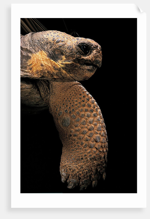 Chelonoidis nigra (Charles Island giant tortoise) by Anonymous
