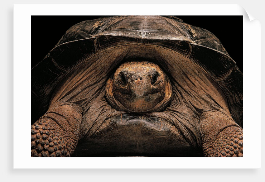 Chelonoidis nigra (Charles Island giant tortoise) by Anonymous
