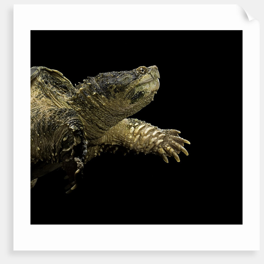 Chelydra serpentina (common snapping turtle) by Anonymous