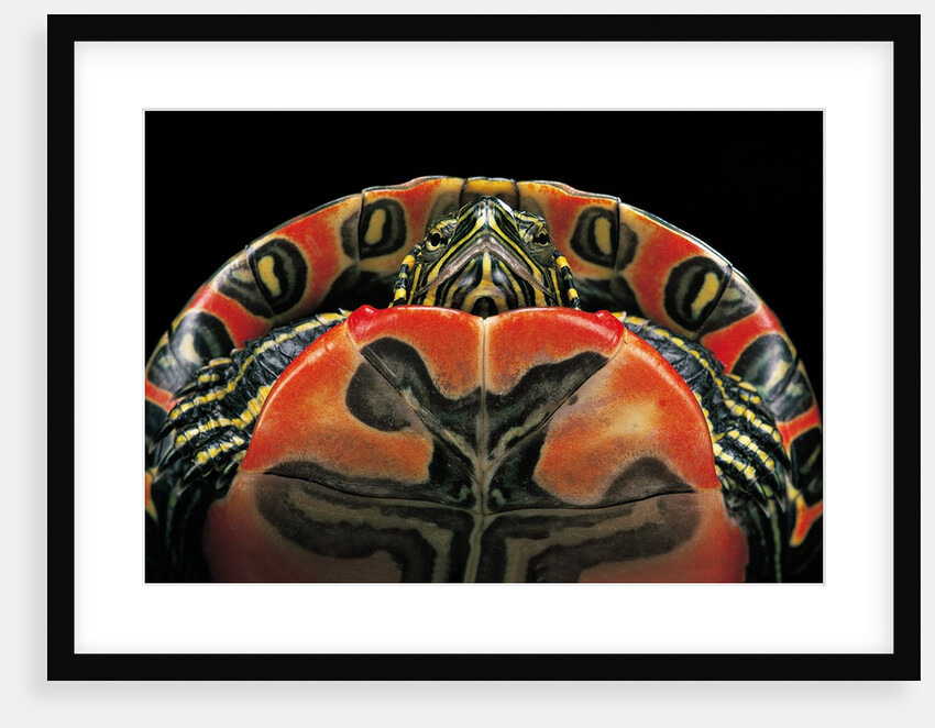 Chrysemys picta bellii (painted turtle) by Anonymous