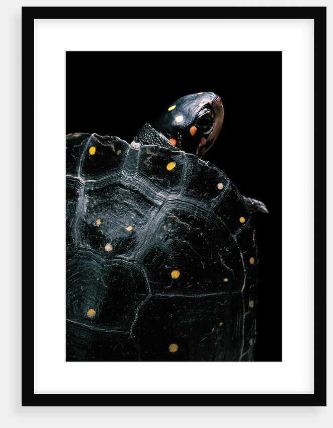 Clemmys guttata (spotted turtle) by Anonymous