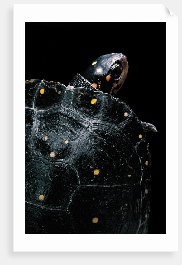 Clemmys guttata (spotted turtle) by Anonymous