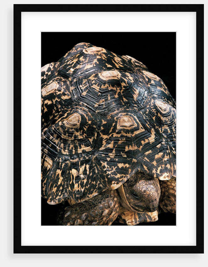 Geochelone pardalis (leopard tortoise) by Anonymous