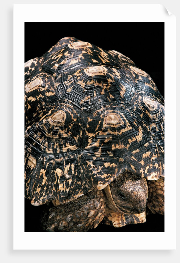 Geochelone pardalis (leopard tortoise) by Anonymous