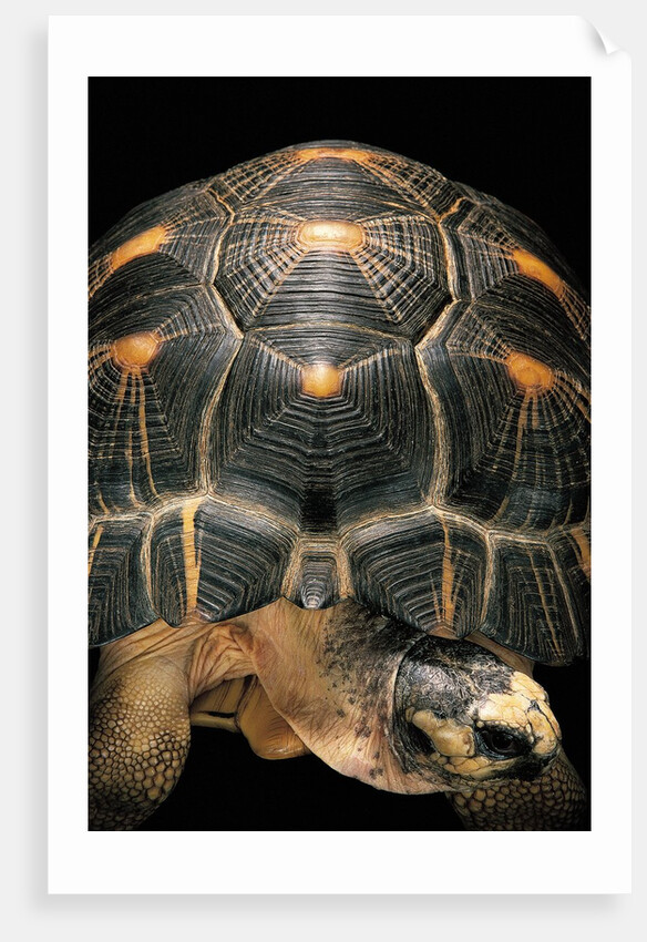 Geochelone radiata (radiated tortoise) by Anonymous