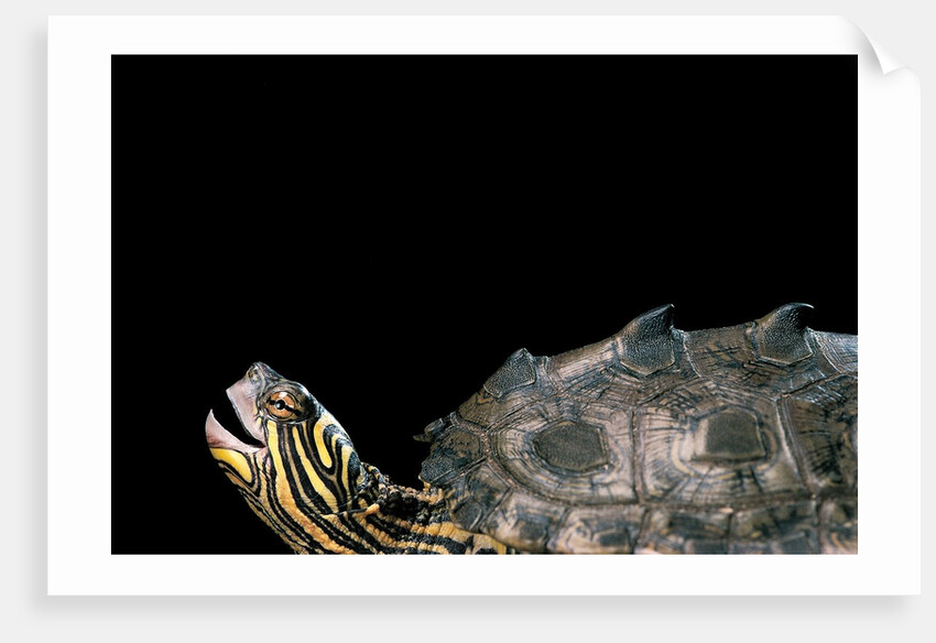 Graptemys nigrinoda (black-knobbed map turtle) by Anonymous