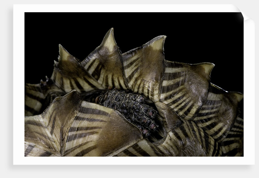 Heosemys spinosa (spiny turtle) by Anonymous