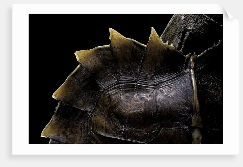 Heosemys spinosa (spiny turtle) by Anonymous