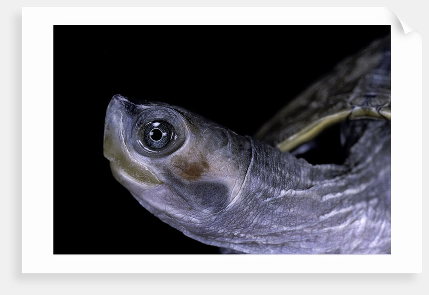 Kachuga smithii (brown roofed turtle) by Anonymous