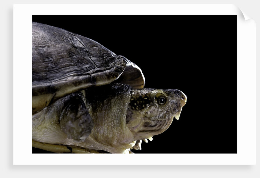 Kinosternon leucostomum (white-lipped mud turtle) by Anonymous
