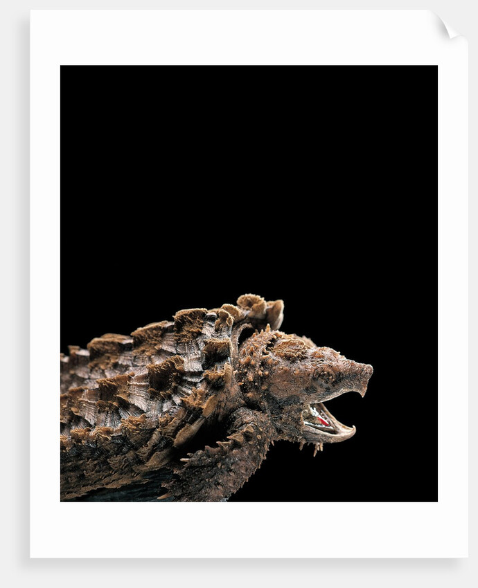 Macroclemys temminckii (alligator snapping turtle) by Anonymous
