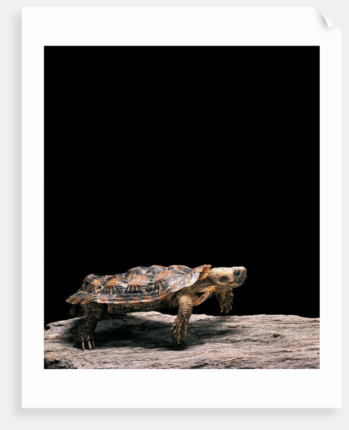 Malacochersus tornieri (pancake tortoise) by Anonymous