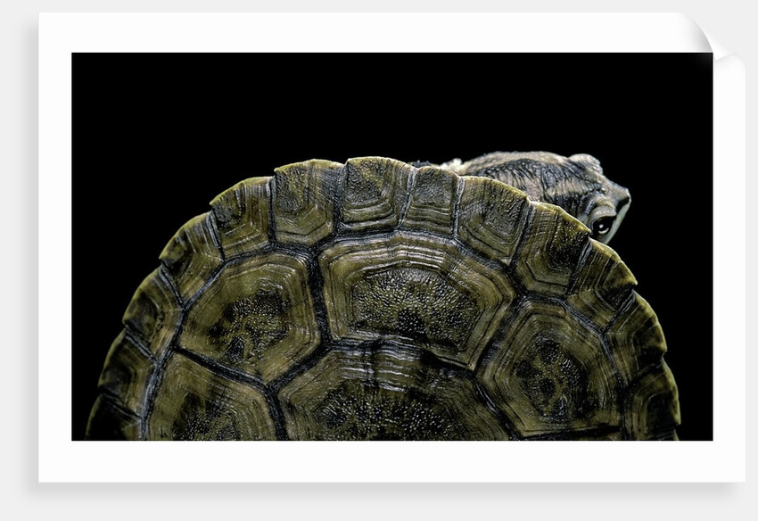 Phrynops williamsi (William's toadhead turtle) by Anonymous