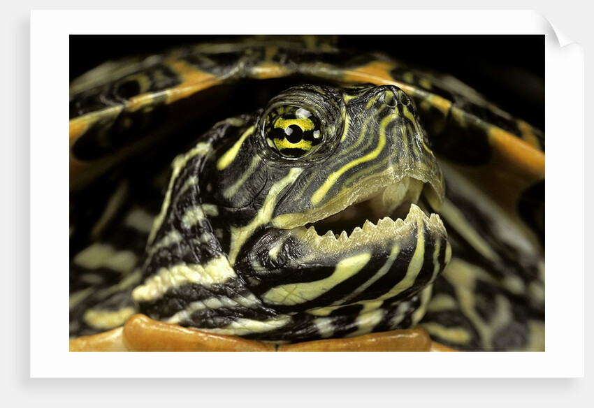 Pseudemys gorzugi (Western river cooter) by Anonymous