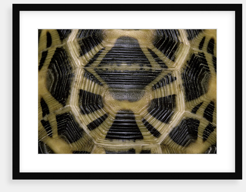 Pyxis arachnoides (Madagascan spider tortoise) by Anonymous