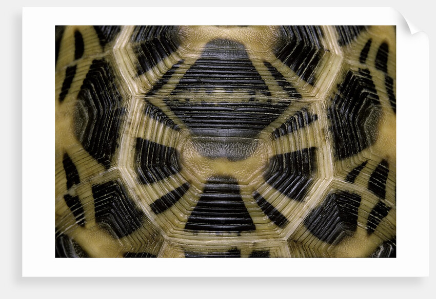 Pyxis arachnoides (Madagascan spider tortoise) by Anonymous