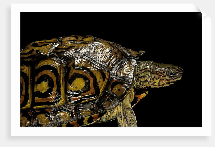 Rhinoclemmys pulcherrima manni (painted wood turtle) by Anonymous