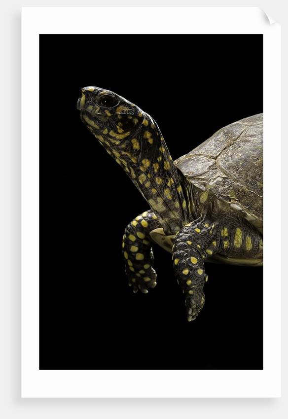 Terrapene carolina (Florida box turtle) by Anonymous