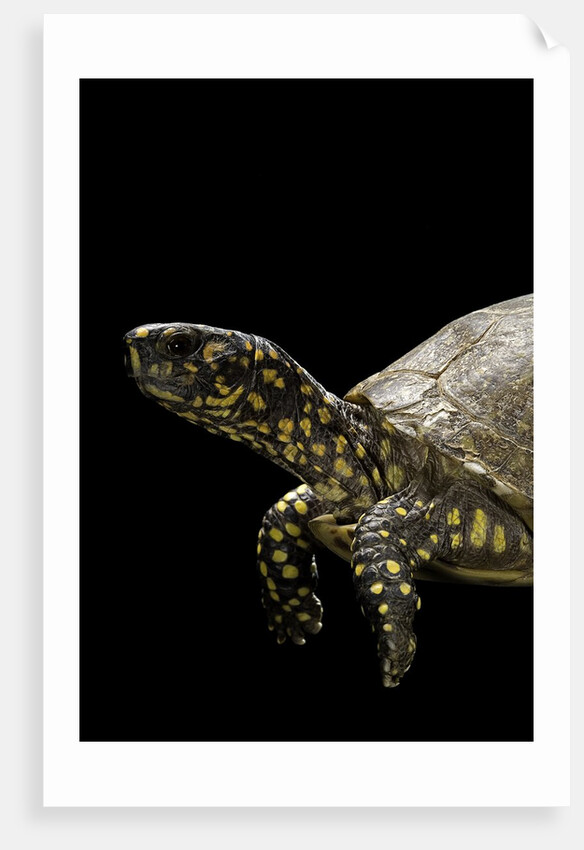 Terrapene carolina (Florida box turtle) by Anonymous