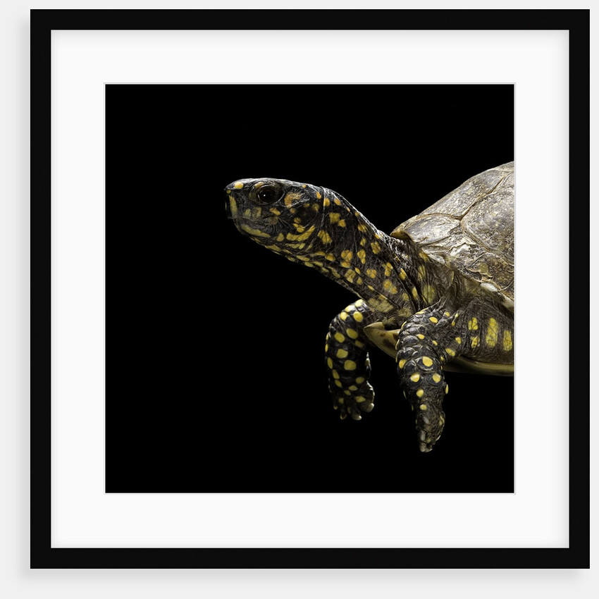 Terrapene carolina (Florida box turtle) by Anonymous