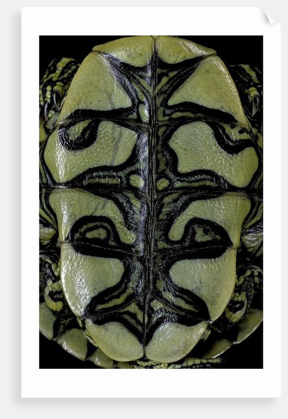 Trachemys dorbigni (black-bellied slider) by Anonymous