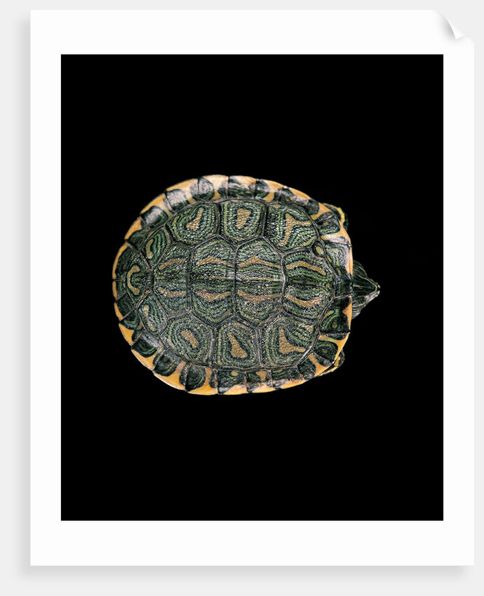 Trachemys dorbigni (black-bellied slider) by Anonymous