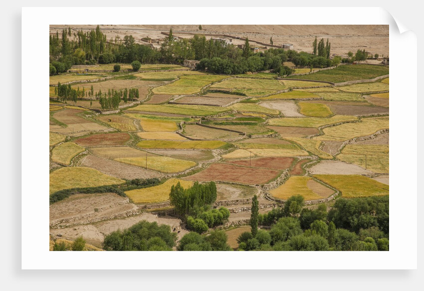 Chemde Monastery, near Karu, corn field around monastery by Anonymous