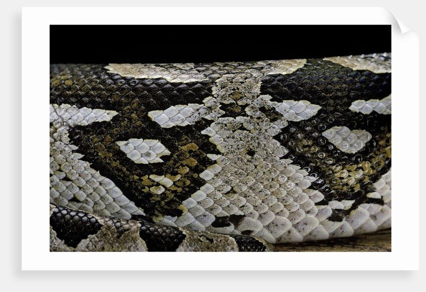 Acrantophis dumerili (Dumeril's Madagascan boa) by Anonymous