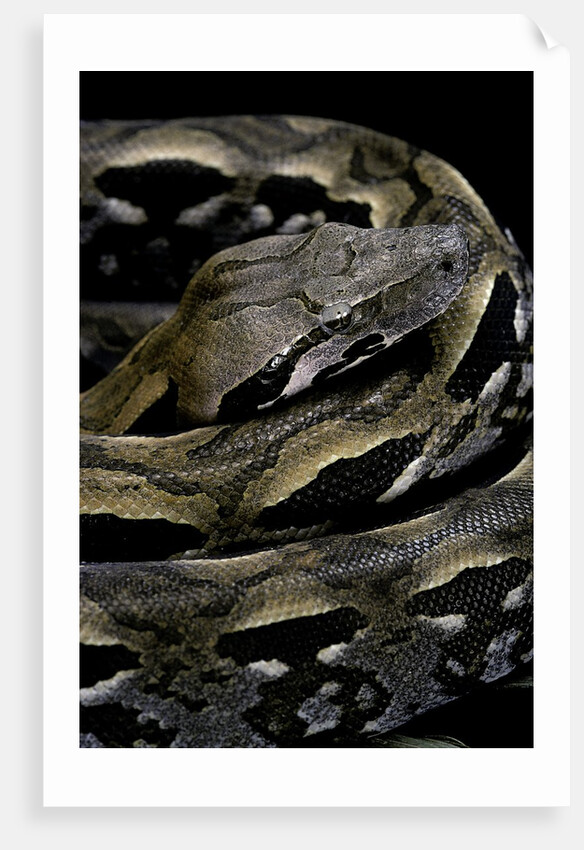 Acrantophis madagascariensis (Madagascan boa) by Anonymous