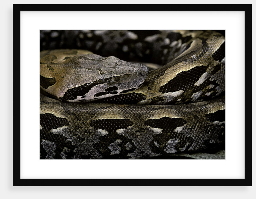 Acrantophis madagascariensis (Madagascan boa) by Anonymous