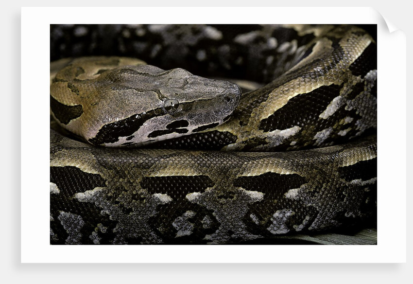 Acrantophis madagascariensis (Madagascan boa) by Anonymous