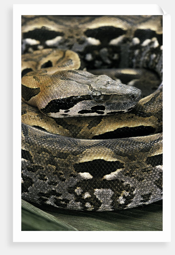 Acrantophis madagascariensis (Madagascan boa) by Anonymous