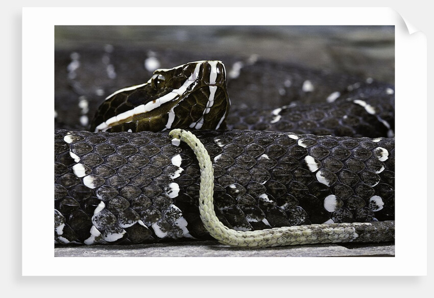 Agkistrodon bilineatus (mexican moccasin) by Anonymous