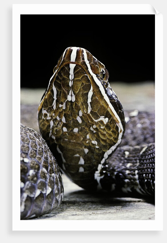 Agkistrodon bilineatus (mexican moccasin) by Anonymous