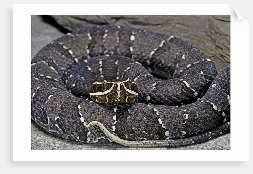 Agkistrodon bilineatus (mexican moccasin) by Anonymous