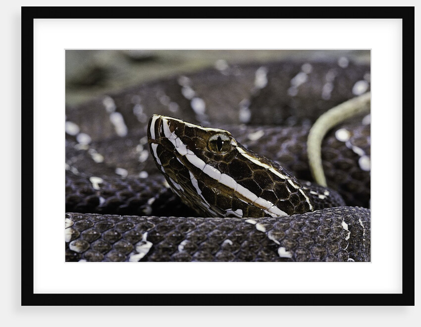 Agkistrodon bilineatus (mexican moccasin) by Anonymous
