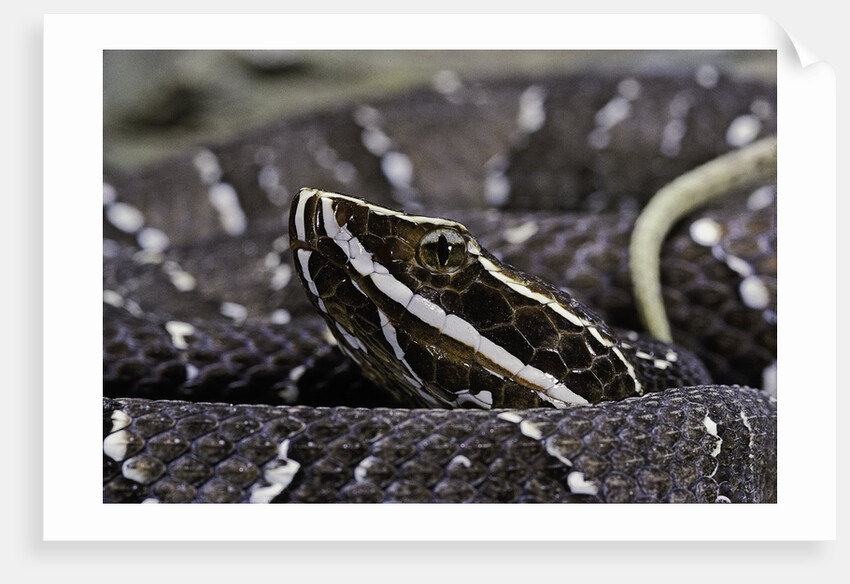 Agkistrodon bilineatus (mexican moccasin) by Anonymous
