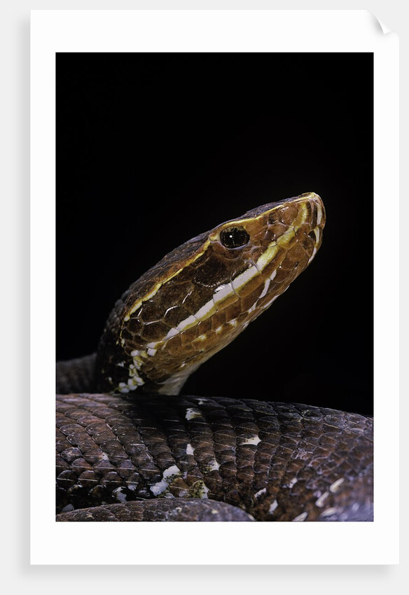 Agkistrodon bilineatus (mexican moccasin) by Anonymous