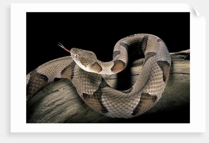 Agkistrodon contortrix (copperhead) by Anonymous