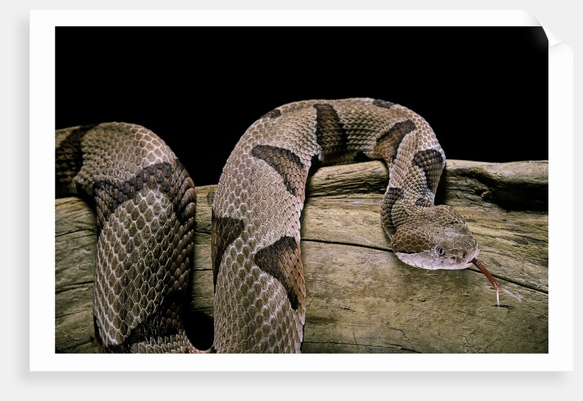 Agkistrodon contortrix (copperhead) by Anonymous