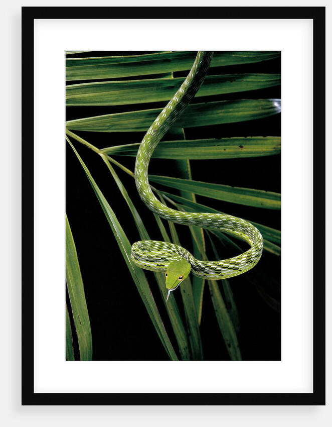 Ahaetulla prasina (asian long-nosed tree snake) by Anonymous