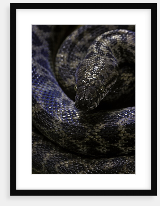 Antaresia childreni (children's python) by Anonymous