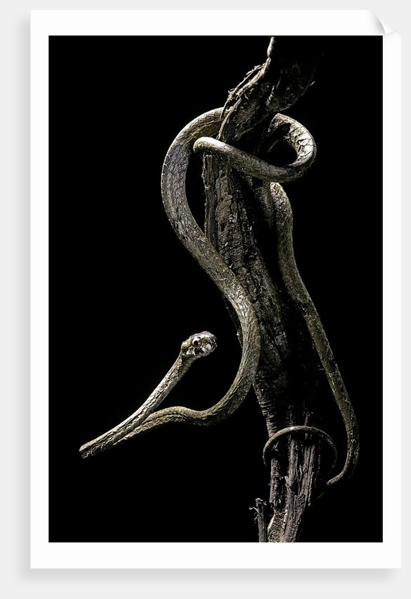 Aplopeltura boa (blunt-headed tree snake) by Anonymous
