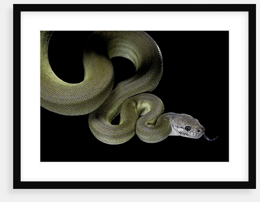 Apodora papuana (papuan python) by Anonymous