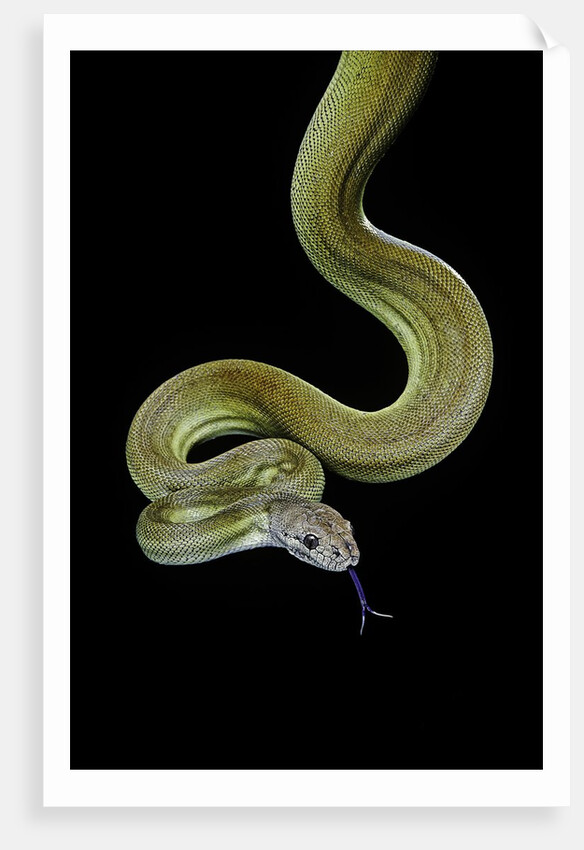 Apodora papuana (papuan python) by Anonymous