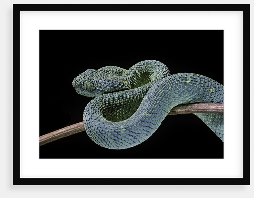 Atheris chlorechis (bush viper) by Anonymous