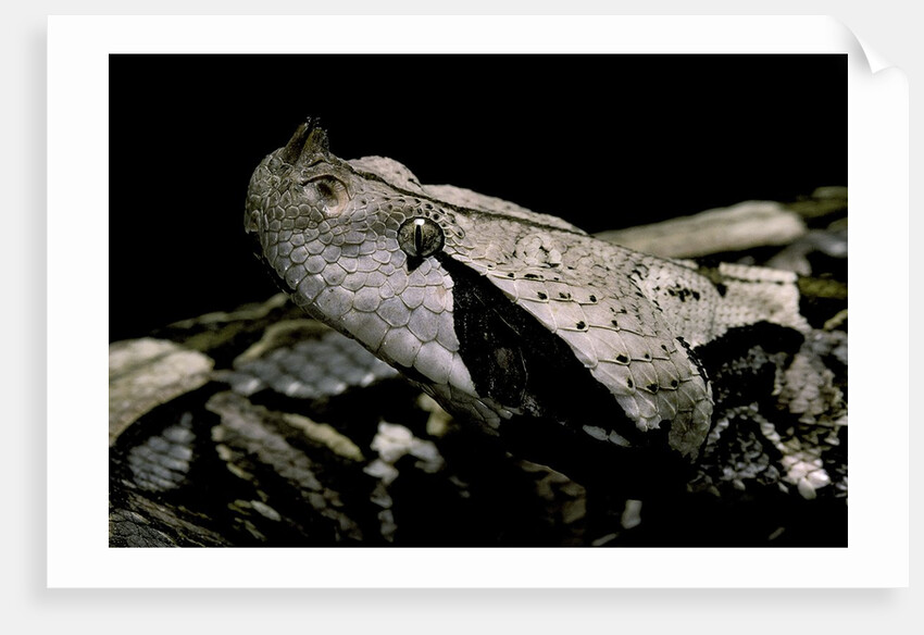 Bitis gabonica (Gaboon viper) by Anonymous